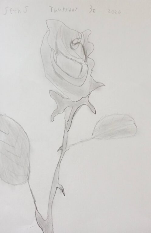 Year 6 student pencil drawing of a realistic rose