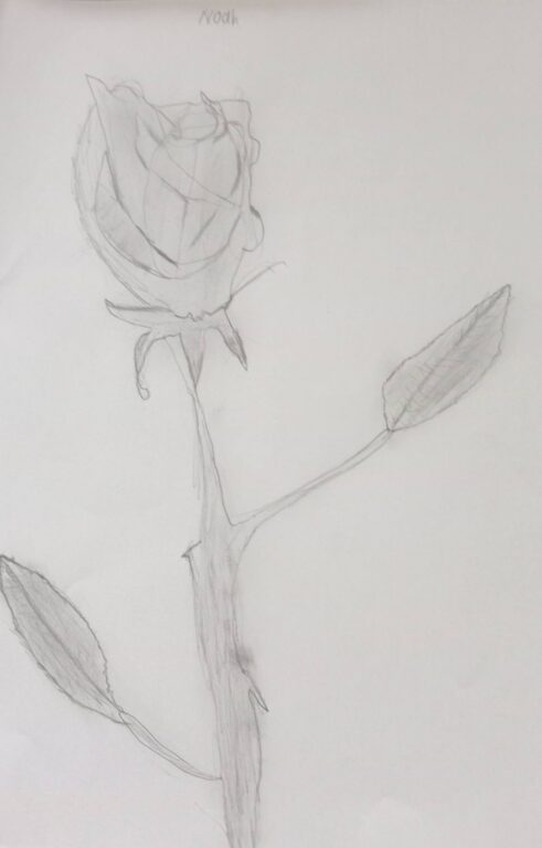 Year 6 student pencil sketch of a rose with shaded petals