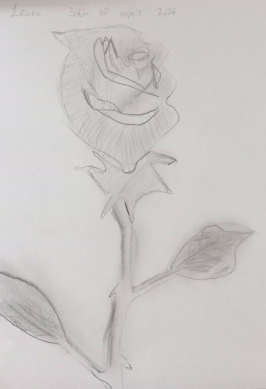 Year 6 student pencil drawing of a rose in bloom