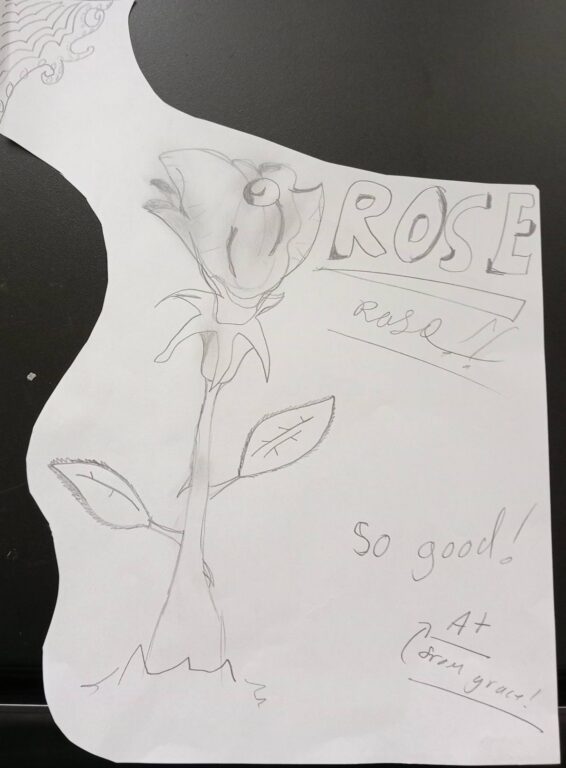 Year 6 student rose drawing titled 'Rose', marked with teacher feedback