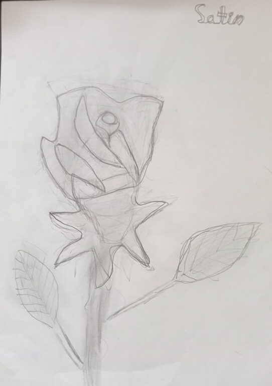 Year 6 student pencil drawing of a rose with outlined petals