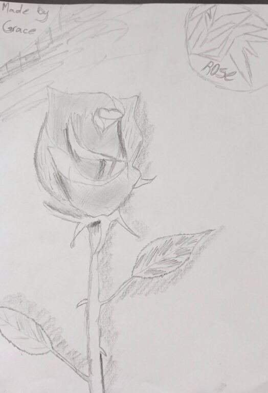 Year 6 student pencil drawing of a rose with a long stem