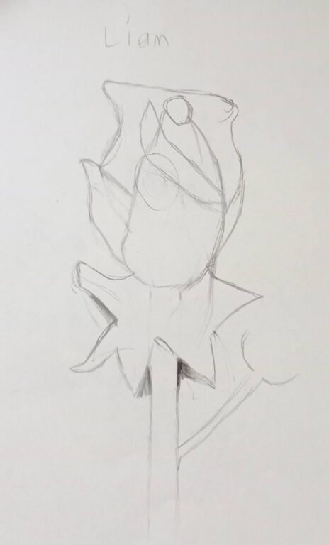 Year 6 student pencil drawing of a rosebud