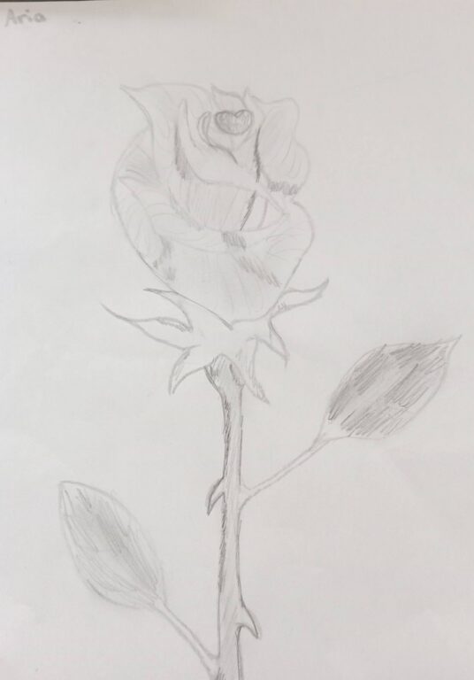 Year 6 student pencil drawing of a rose with shaded leaves