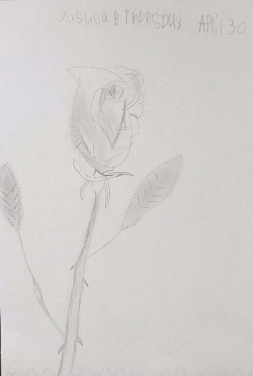 Year 6 student pencil drawing of a rose, with the student's name and date at the top