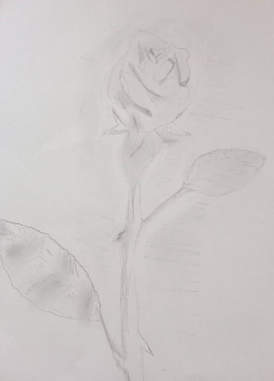 Year 6 student light pencil sketch of a rose